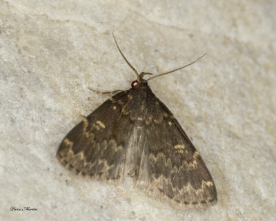 Common Idia - Idia aemula (8323)