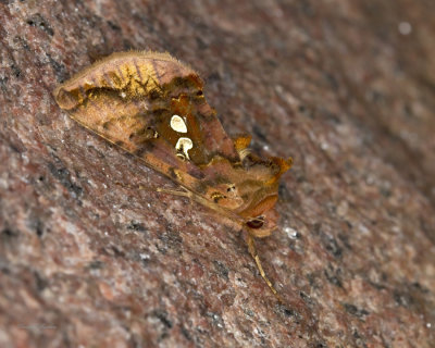 Autographe bimacul - Two Spotted looper -Autographa bimaculata (8911)