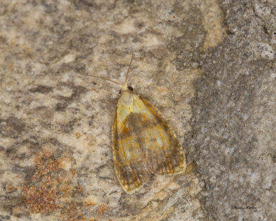 Blueberry Leaftier Moth - Acleris curvalana (3504)