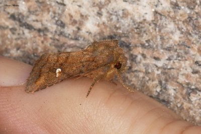 American Ear Moth - Amphipoea americana (9457)