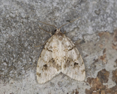 Little White Lichen Moth - Clemensia albata (8098)