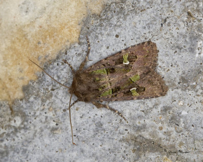 Bristly cutworm moth - Lacinopolia renigera (10397) 