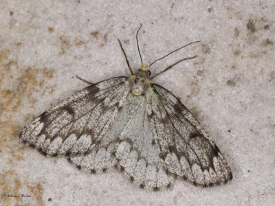 Fausse Arpenteuse de la pruche - False Hemlock looper - Nepytia canosaria (6906)