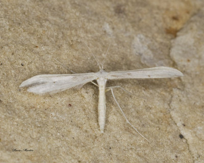 Morning Glory Plume Moth - Emmelina monodactyla (6234)