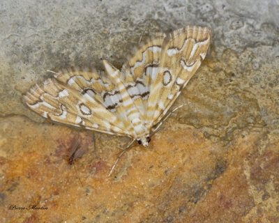 Pondside Pyralid - Elophila icciusalis (4748)