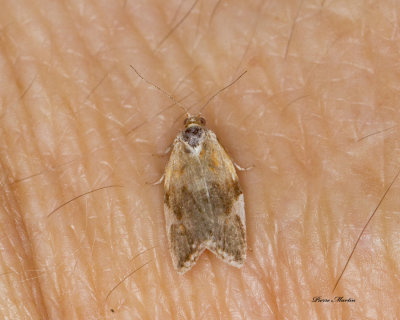 White Triangle Tortrix - Clepsis persicana (3682)