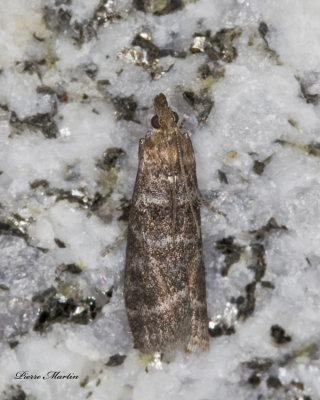 Striped Birch Pyralid - Ortholepis pasadamia (5783)