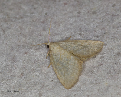 Pale Glyph Moth - Protodeltote albidula (9048) 