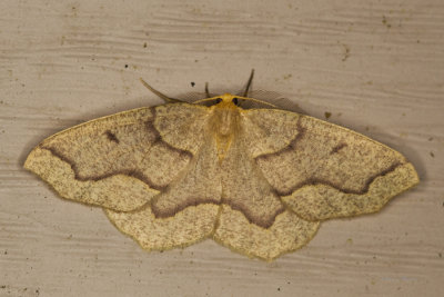 Arpenteuse de la pruche - Hemlock Looper Moth - Lambdina fiscellaria (6888)