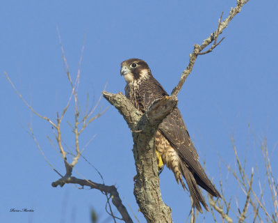 faucon plerin - peregrine falcon