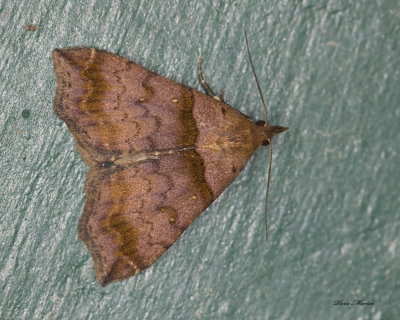 Ambiguous Moth - Lascoria ambigualis (8393)
