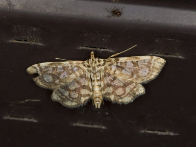 Bog Lygropia Moth - Lygropia rivulalis (5250)
