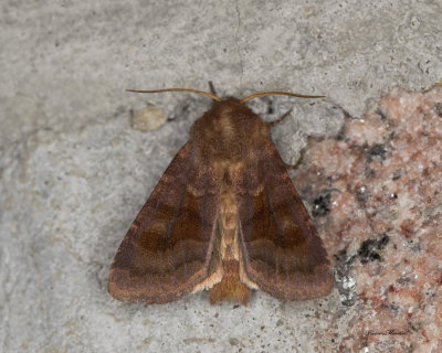 Bronzed Cutworm Moth - Nephelodes minians (10524)