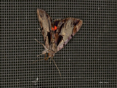 Ultronia Underwing - Catocala ultronia (8857)