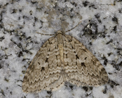  Autumnal Moth - Epirrita autumnata (7433) 