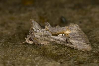 Autographe commun - Common looper moth - Autographa precationis (8908)