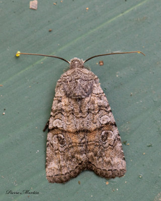 Litholomia napaea (9884)