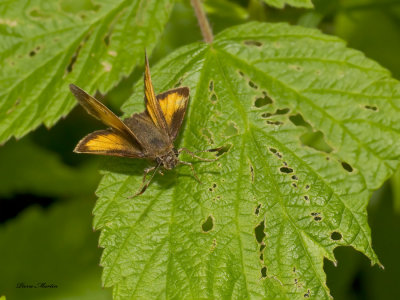 hesprie hobomok - hobomok skipper