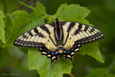 papillon tigr du canada - canadian tiger swallowtail