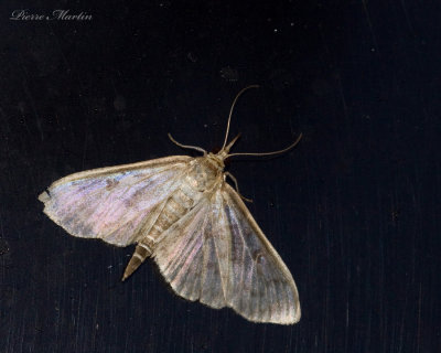 Pyrale du mas - European Corn Borer Moth - Ostrinia nubilalis (4949)