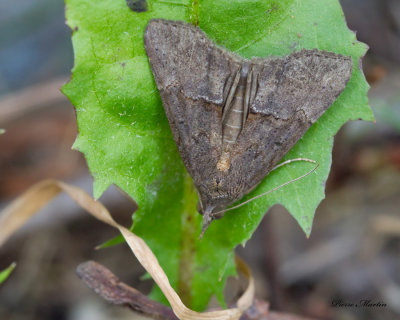 Noctuelle des lgumeuses - Green Cloverworm Moth - Hypena scabra (8465)