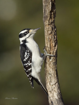 pic chevelu - hairy woodpecker