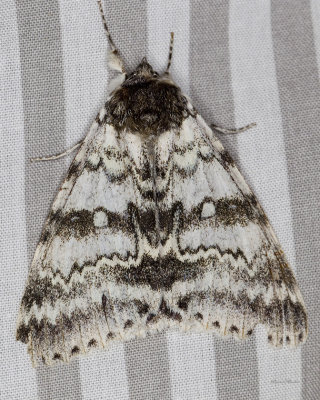 Likene blanche - White underwing - Catocala relicta (8803)