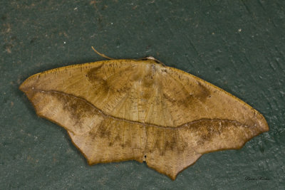 Arpenteuse brune du tremble  Large Maple Spanworm Moth - Prochoerodes lineola (6982) 