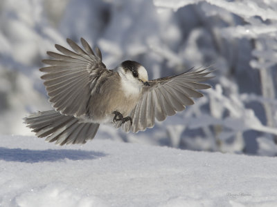 mésangeai - gray jay