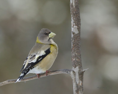 gros bec errant - evening grosbeak