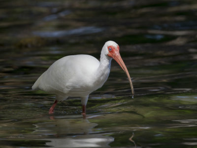 ibis blanc - white ibis