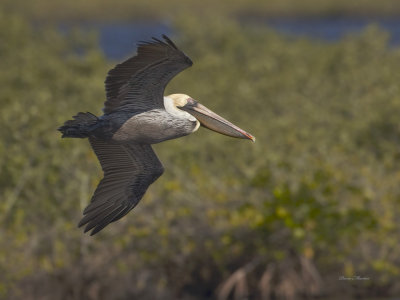 plican brun - brown pelican
