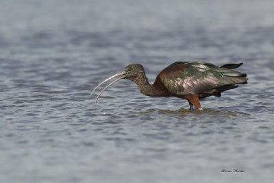 ibis falcinelle - glossy ibis 