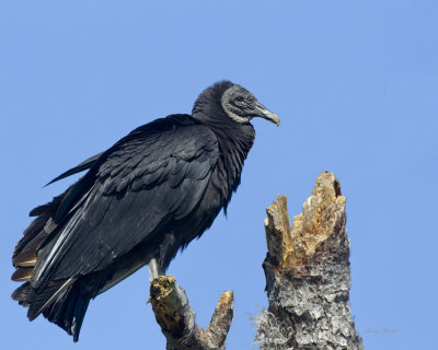 urubu noir - black vulture