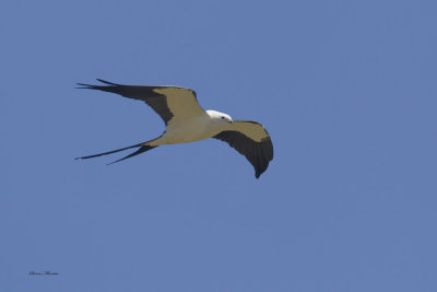 milan  queue fourchu - swallow tailed kite
