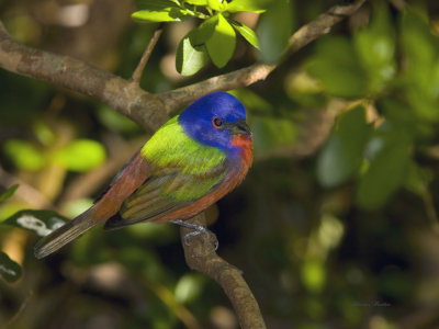 passerin nonpareil - painted bunting