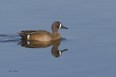 sarcelle  ailes bleu - blue winged teal