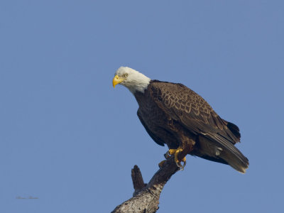 pyguargue - bald eagle