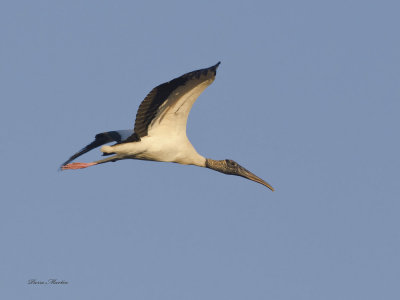 tantale d amrique - wood stork