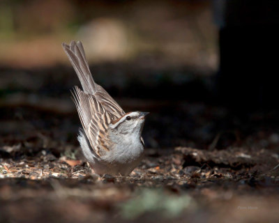 bruant familier - chipping sparrow