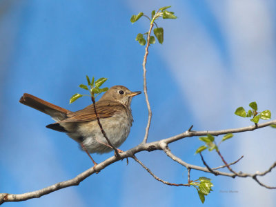 grive solitaire - hermit thrush
