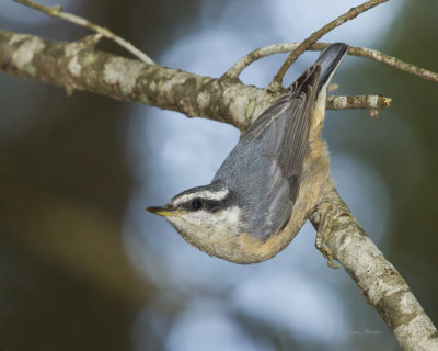 sittelle à poitrine rousse - red breasted nuthatch