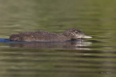 plongeon huard juv. - common loon juv.