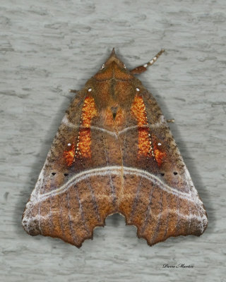 Dcoupure - Herald moth - Scoliopteryx libatrix (8555)