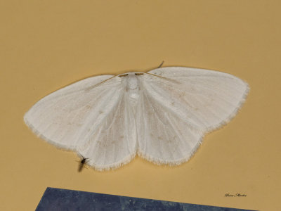 Northern Eudeilinia - Eudeilinia herminiata (6253)