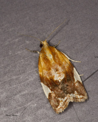 White-triangle Tortrix Moth - Clepsis persicana (3682) 