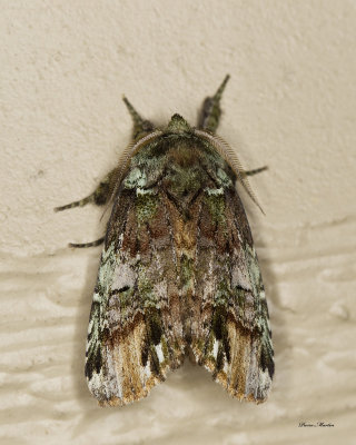 Unicorn Caterpillar Moth - Schizura unicornis (8007)  