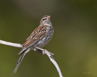 bruant familier juv. - chipping sparrow juv.