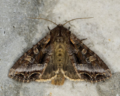 Grand Arches Moth - Lacanobia grandis (10300)