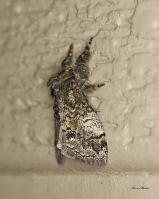 Northern Pine Tussock Moth - Dasychira plagiata (8304)
